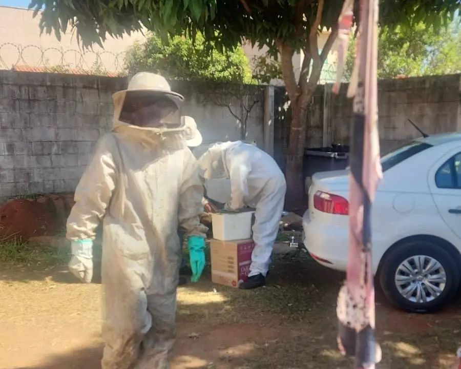 Gente, vi que a Prefeitura de Goiânia tá reforçando que se achar enxame de abelha não pode tentar tirar sozinho, tem qu…