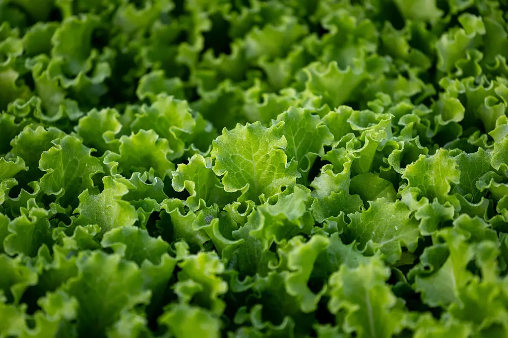 Mais de mil casos por dia nesse pico de intoxicação alimentar do verão nos Estados Unidos, causados por cíclosporose, d…