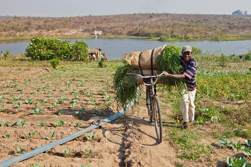 Kigali, Ruanda, viu que a agricultura africana precisa de uma revolução para alimentar e sustentar o crescimento. A gen…