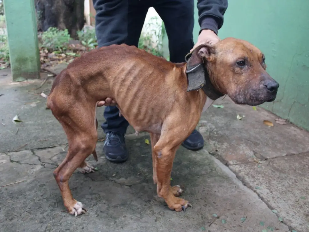 Em Campo Grande, duas cadelas foram resgatadas em situação de abandono e maus-tratos no Bairro Tiradentes. O tutor, um …