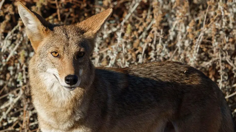 Arizona, EUA. Uma mãe teve que lutar contra um coiote que atacou a filha de 4 anos perto de casa. O confronto resultou …