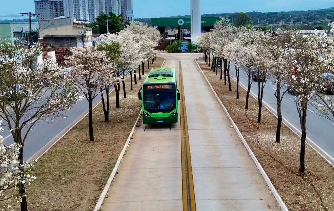 Ipês-brancos florindo em Goiânia durante a seca. A espécie adapta-se à estiagem perdendo as folhas para concentrar ener…