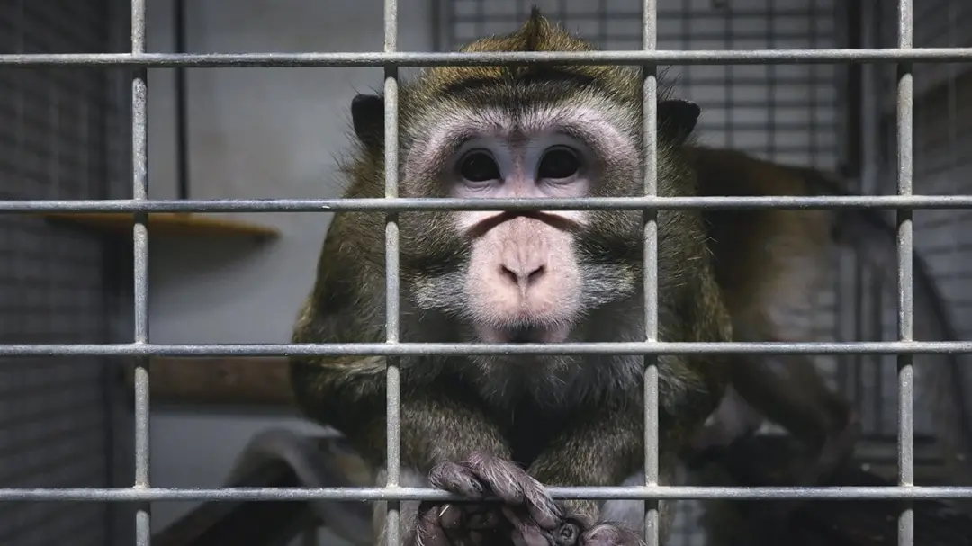 Na Espanha, 54 por cento da população apoia o uso de animais em pesquisas científicas. A gente entende que isso é funda…