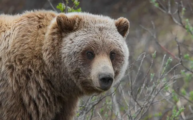 Gavin Haakenson desmaiou após ser atacado por um urso perto de Soldotna, no Alasca. A necessidade de seis semanas de fi…