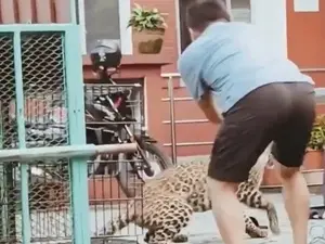 Leopardo escapou durante resgate e atacou agente florestal no Nepal. A ferocidade da natureza é um lembrete de que o re…