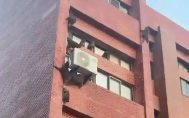 Mais de 20 macacos invadiram um alojamento estudantil na Universidade Nacional Sun Yat-sen, em Taiwan. Isso mostra como…