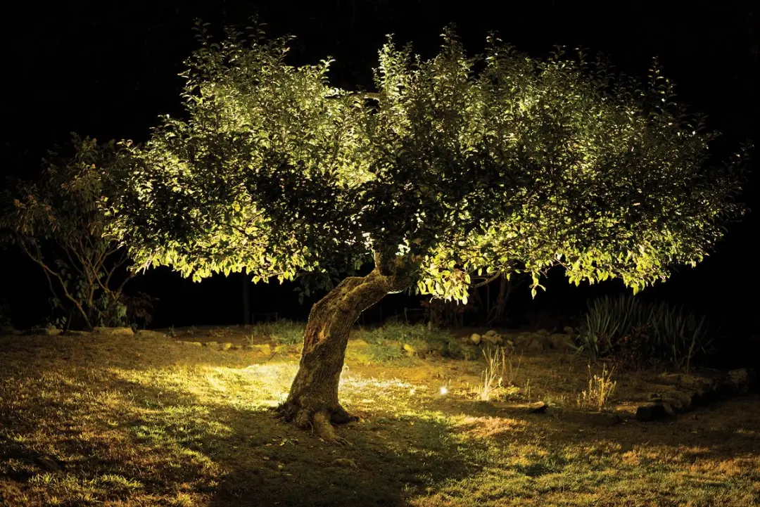 Detectives da Apple decifraram mistério de árvore antiga e reescreveram a história da fruta. A descoberta pode ajudar a…