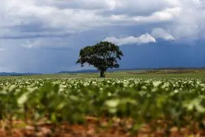 Estimativa de produção agrícola em agosto de 2026 aponta 352,9 milhões de toneladas, um crescimento de 2,0% comparado a…
