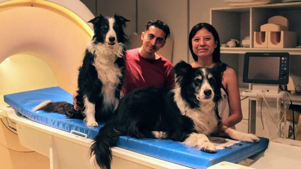 Cães reconhecem emoções humanas, mostrou um estudo da Universidade de Viena analisando o cérebro de 14 animais. É um al…