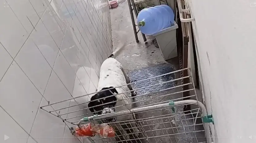 Casal dono de creche para cães em Botafogo foi indiciado por maus-tratos. Vídeos mostravam animais acorrentados em loca…