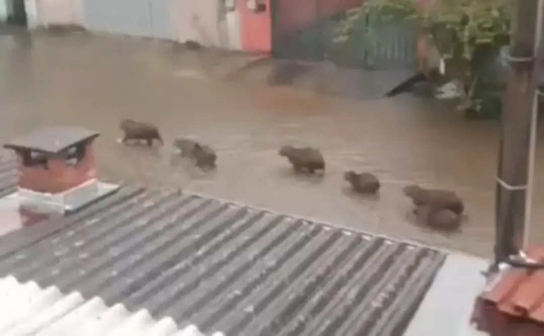 Família de capivaras caminhou em fila na Rua Manoel Margarido, em Mogi das Cruzes, durante o alagamento. É interessante…