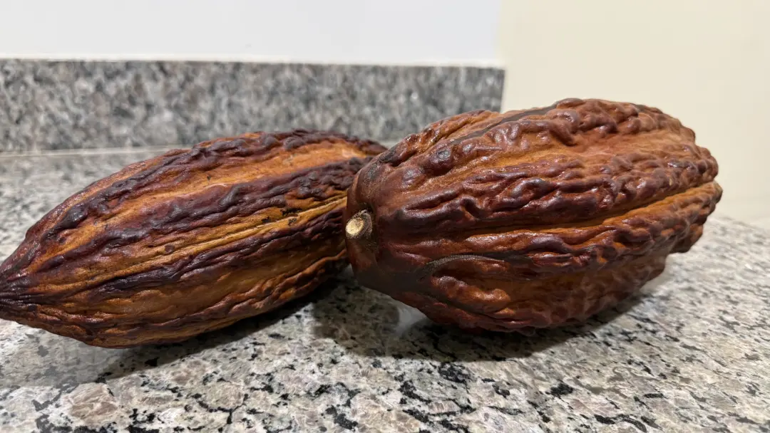 Startup de Goianira fez o primeiro chocolate sem gordura do mundo, usando mel de cacau e base vegetal. Isso aproveita m…