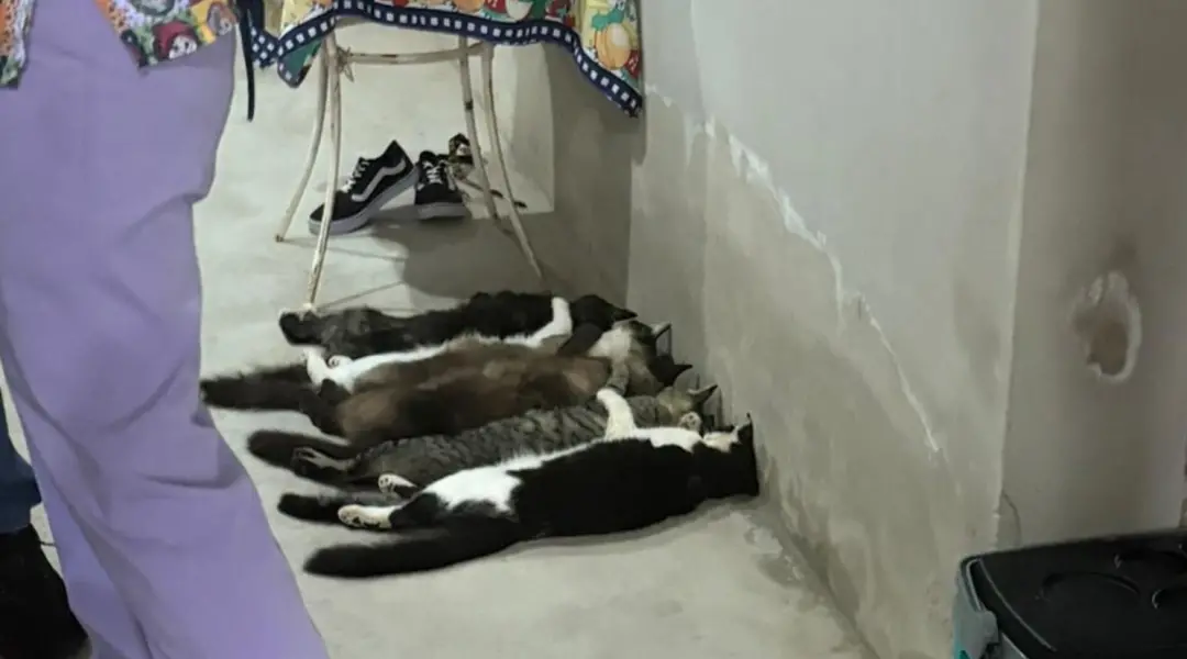 Monte Alto, SP. Justiça tornou réus cinco pessoas, dois veterinários entre eles, pelo caso de venda de sangue de gatos.…