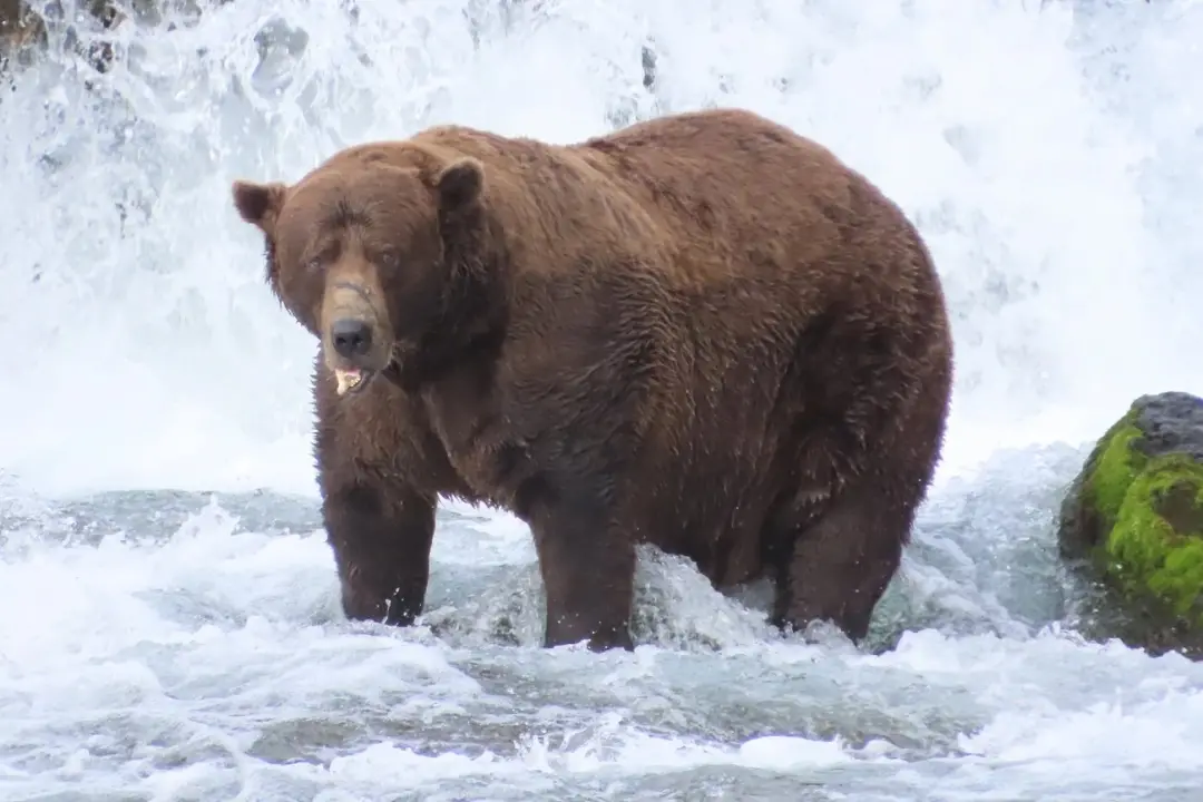 Chunk, o urso campeão de 2025, apareceu nas câmeras do Katmai em Alaska, voltando antes da semana de urso gordo de 2026…