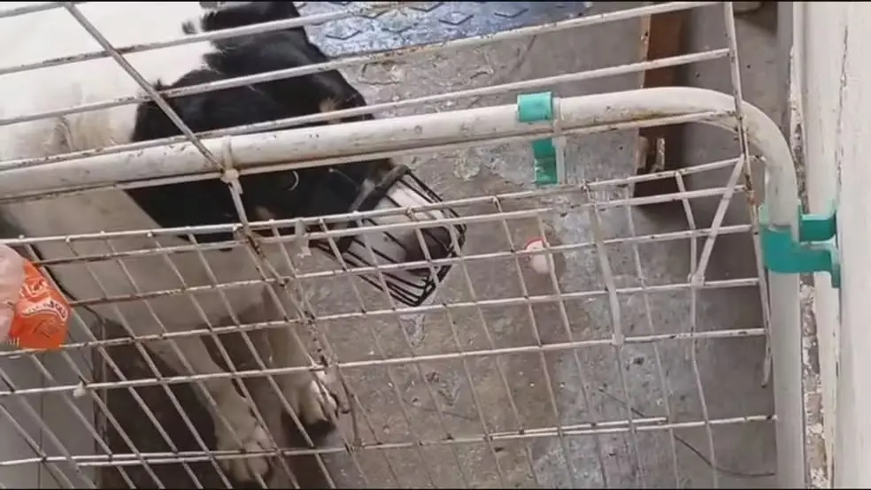 Botafogo teve uma creche para cães alvo de investigação por maus-tratos. Vídeos e mensagens de um ex-funcionário mostra…