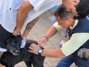 Chile se torna primeiro da América do Sul a erradicar vírus da raiva em cães. Isso mostra o efeito real de políticas pú…