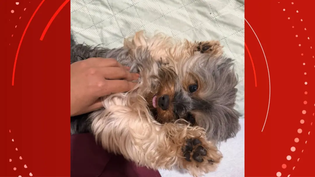 Yorkshire, de dois anos, faleceu em pet shop de Macapá. A tutora registrou o ocorrido após o animal ser encontrado sem …