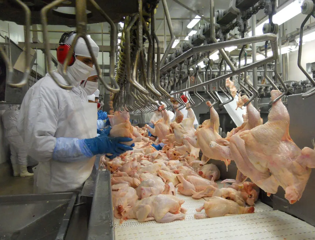 Crescimento de 38,8% nas exportações de carne de frango do Rio Grande do Sul em agosto. É bom ver o mercado internacion…