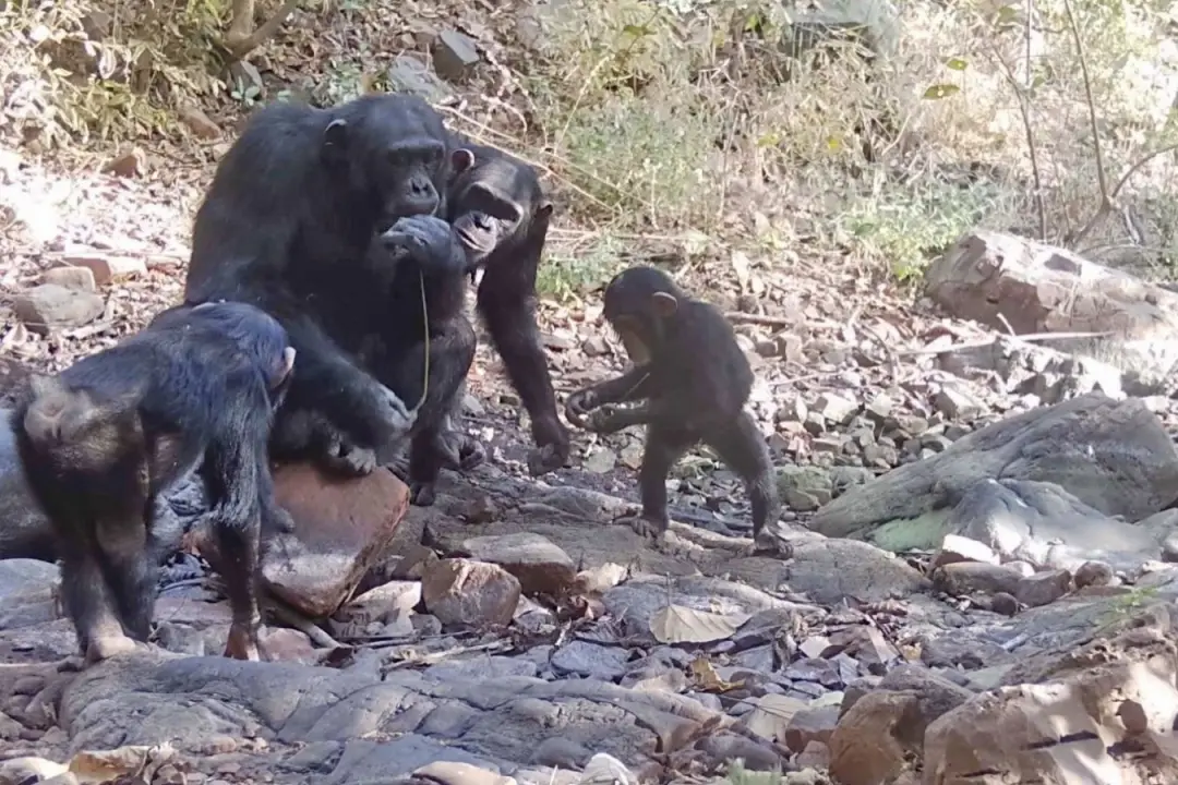 Chimpanzés selvagens no Senegal passam ferramentas para os jovens aprendizes. É uma prova clara de que a transmissão de…