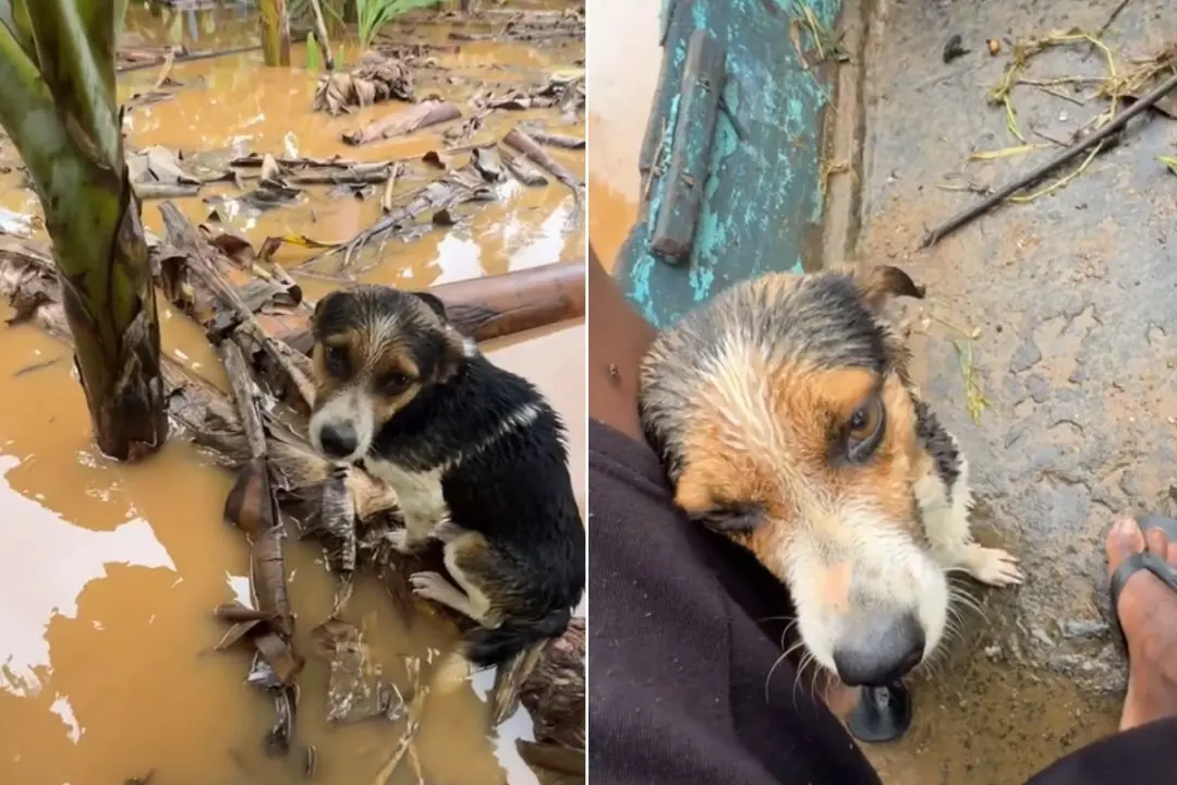 Vale do Ribeira, em Sete Barras, um jovem de 21 anos usa um barco emprestado pra resgatar animais ilhados durante a enc…