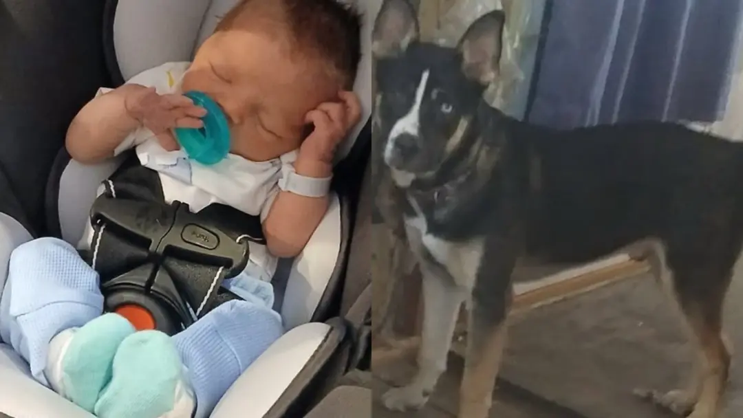 Indiana, EUA. Um pai foi condenado a 16 anos após o cachorro da família atacar e matar o filho recém-nascido. O pai dei…