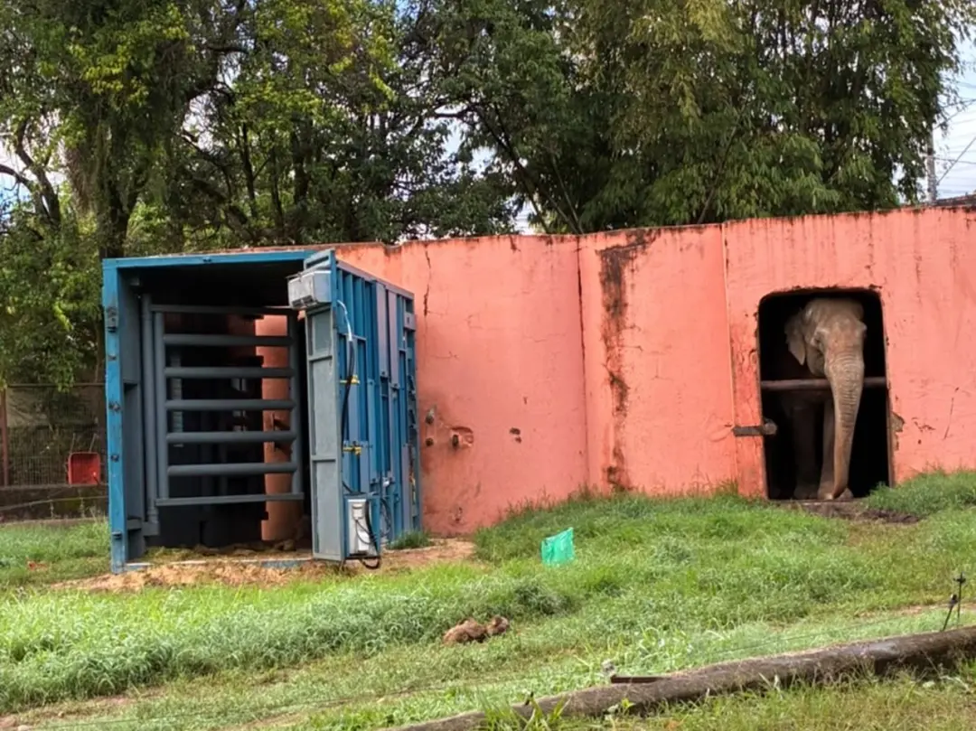 Sandro, elefante de 54 anos, vai deixar Sorocaba rumo ao Mato Grosso nesta quarta-feira após ordem do Tribunal de Justi…