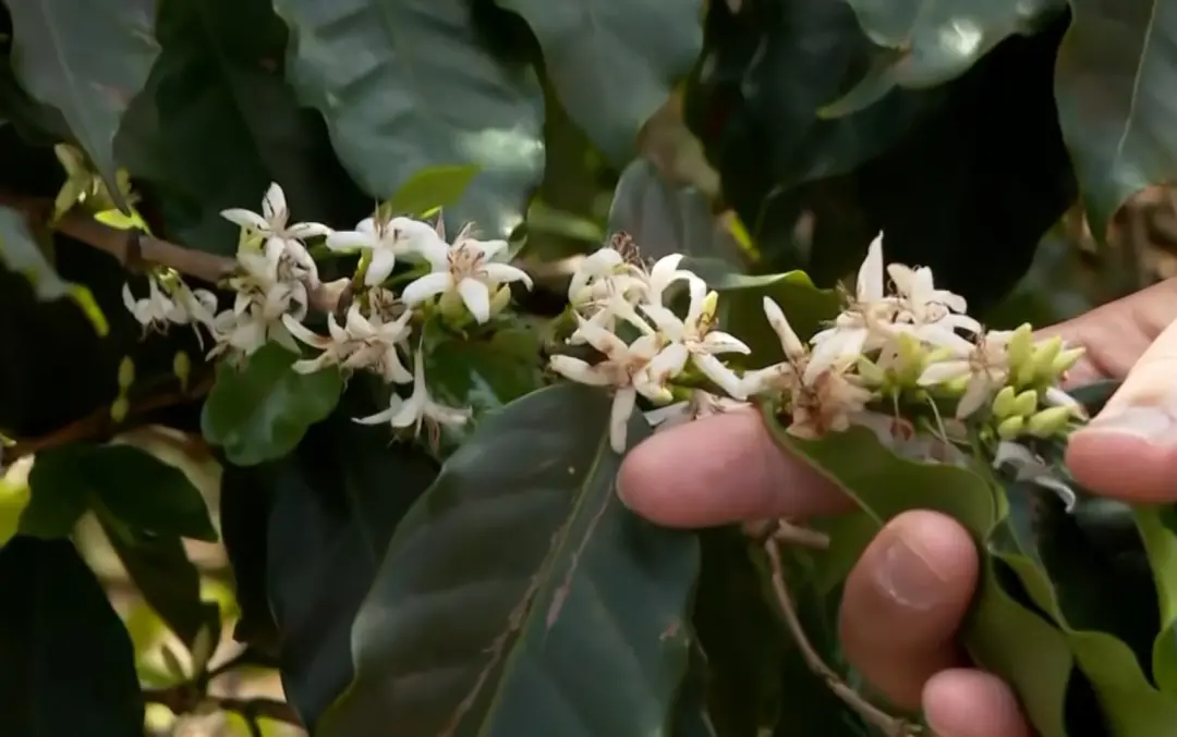 Sul de Minas com chuvas atrasa colheita de café, que já estava com 96% colhido. O solo úmido impede a varrição final do…