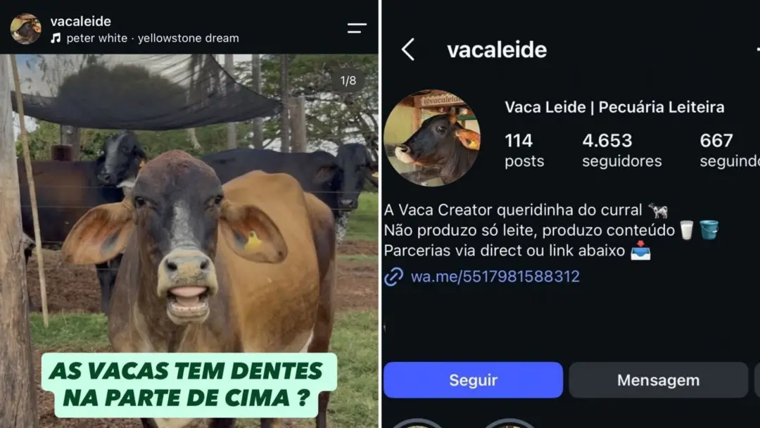 Vaca Leide de Guapiaçu, em São Paulo, virou influenciadora com milhões de visualizações mostrando a rotina do campo. Pa…