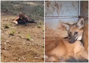 Bombeiros capturaram lobo-guará ferido em propriedade rural de Jataí. É um sinal da fragilidade da vida selvagem no mei…