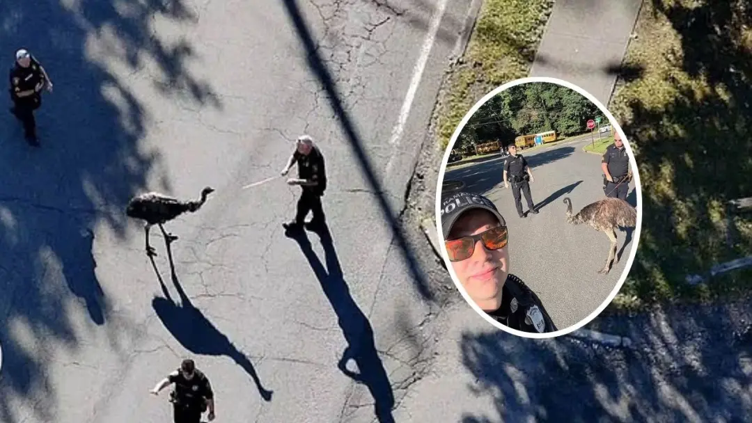 Nova York teve que usar drone e três tentativas pra capturar uma ema que fugiu de zoológico em Ramapo. É complicado a l…