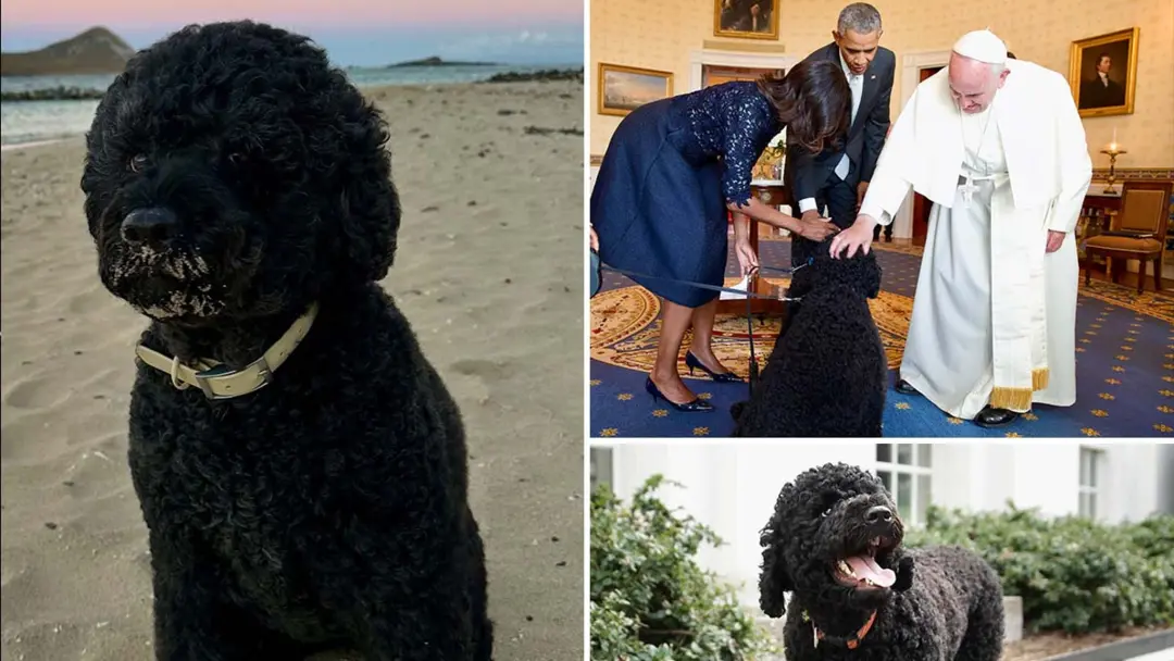 Sunny, o cachorro da família Obama, faleceu. É sempre um momento de pesar quando perdemos um animal de estimação tão qu…