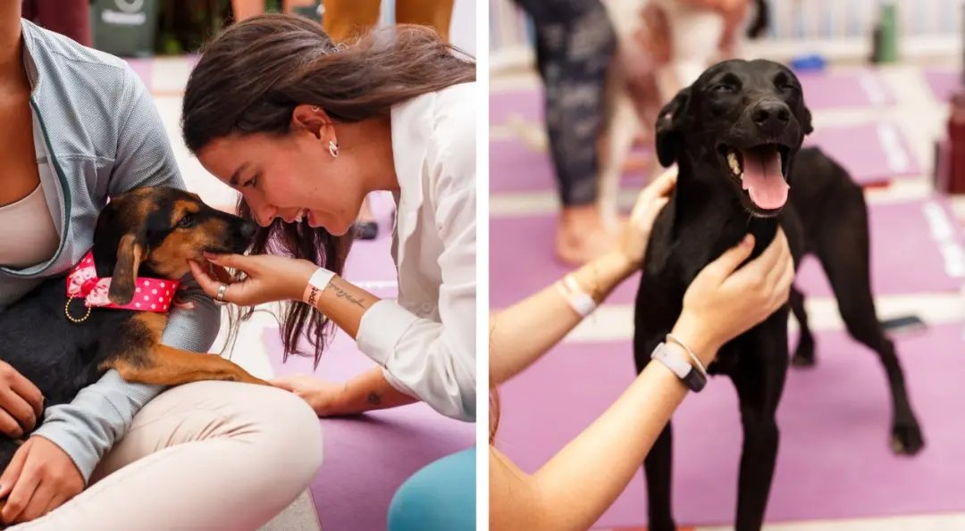 Sorocaba recebeu um festival juntando ioga com cães, promovendo a adoção responsável. Essa mistura de bem-estar com o c…