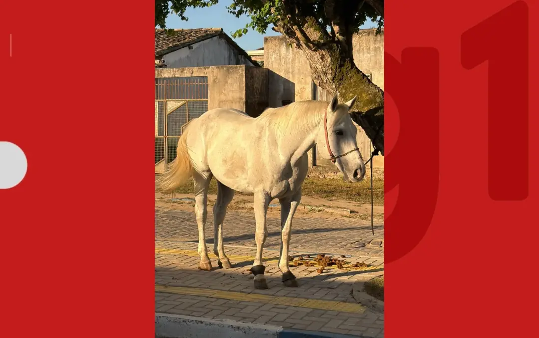 Cavalo de vaquejada avaliado em R$ 100 mil foi recuperado em Conceição da Feira após ter sido adquirido de forma ilegal…