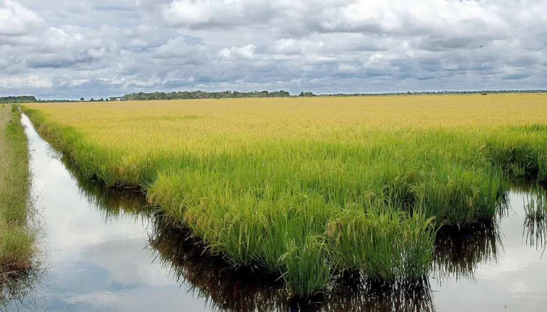 Mais de 200 mil hectares de arroz no Rio Grande do Sul envolvidos em acordo do Google para remover carbono. A redução d…