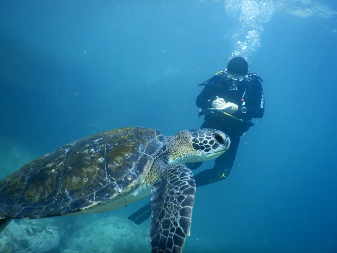 Tartaruga verde T13, moradora das Ilhas Cagarras, foi reencontrada na Ilha Comprida pelo sexto ano seguido desde 2020. …