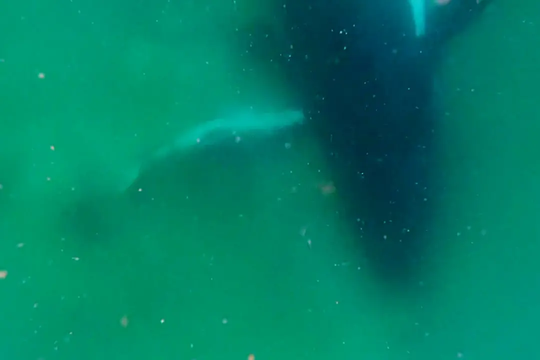 A baleia jubarte mãe em Queensland, Austrália, mostrou comportamento que parece luto após o nascimento de um filhote na…