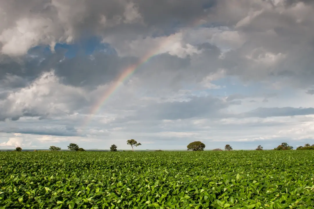 Goiânia, Agrodefesa antecipou a semeadura da soja para 20 de setembro, mudando do dia 25. Essa mudança é excepcional, m…
