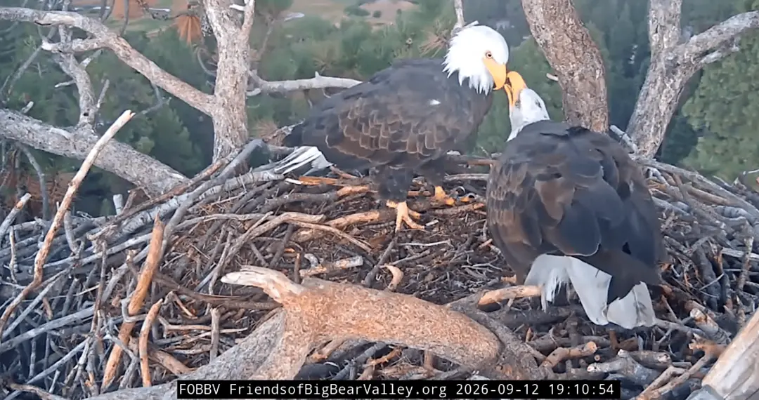 Shadow e Kaydee, em Big Bear Valley, estão construindo algo juntos no ninho, trocando pedaços de galho e demonstrando a…