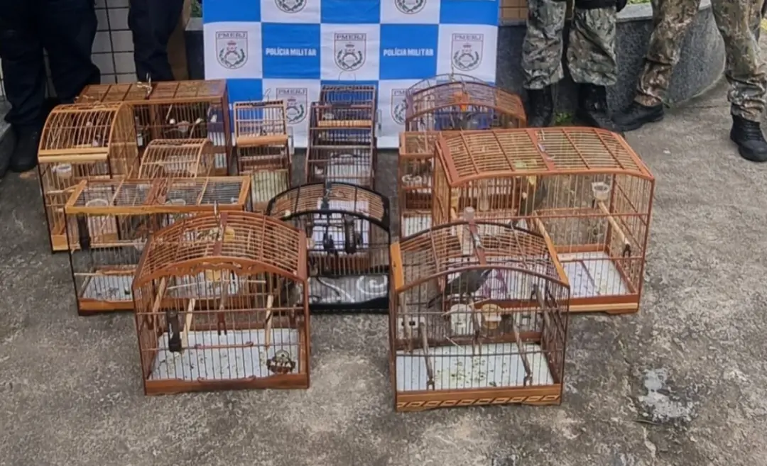 14 aves silvestres foram apreendidas em Miguel Pereira após denúncia de criadores. Esse tipo de prática é um crime ambi…