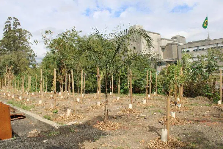 165 mudas plantadas na avenida João Elustondo Filho, em Porto Alegre, formando uma microfloresta nativa. Essa ação ajud…