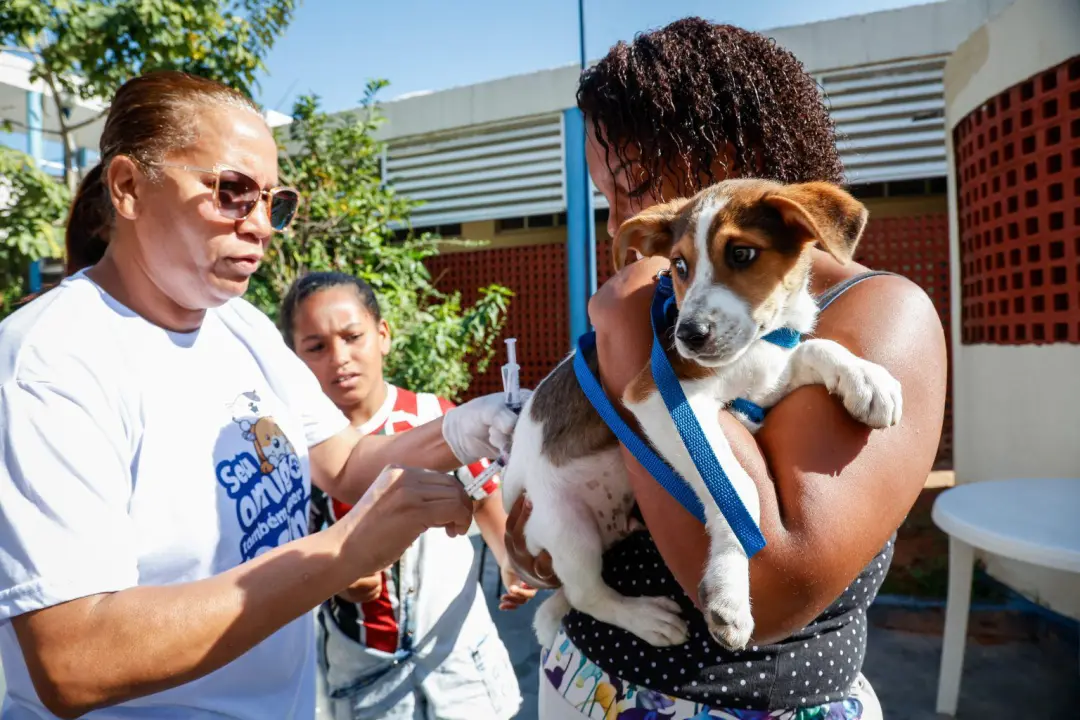 141 postos estarão disponíveis para vacinação antirrábica de cães e gatos neste sábado no Rio. É essencial que os tutor…