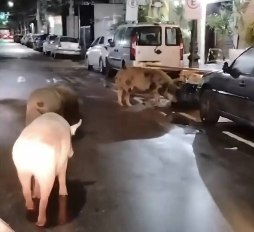 Três porcos foram vistos circulando pela Rua Assunção, em Botafogo, revirando sacos de lixo. É uma cena bizarra e inusi…