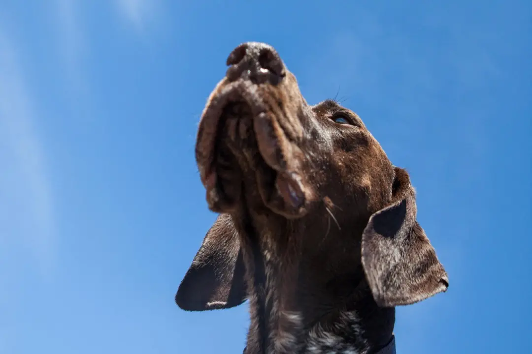 Mais leitores compartilham insights sobre seus amigos de quatro patas e uma teoria geral surge. Essa observação sobre c…