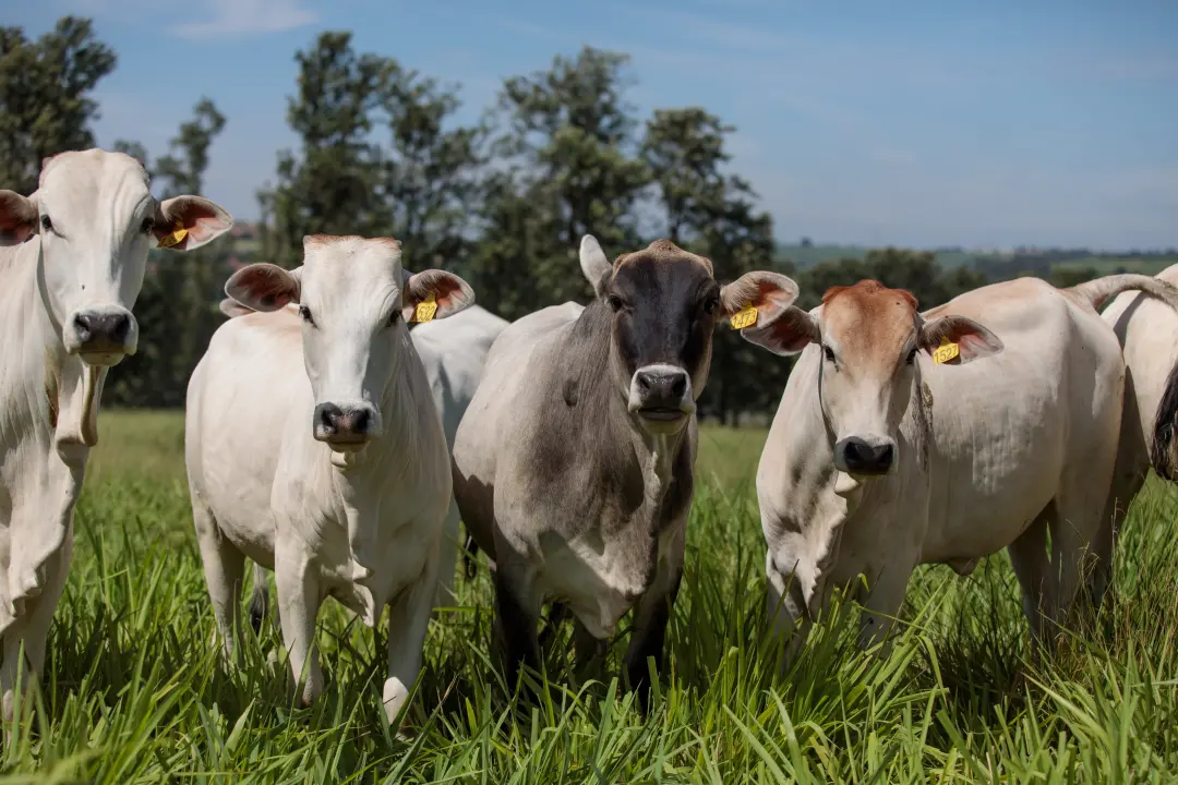 Exportações de carne bovina para a China atingiram a cota e a União Europeia suspendeu a compra de carnes brasileiras. …