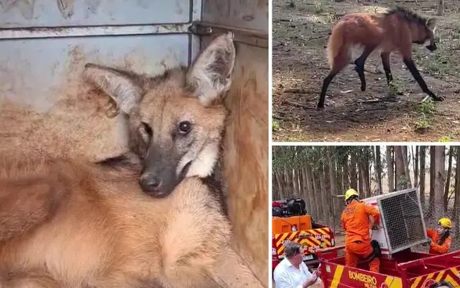 Lobo-guará ferido foi resgatado pelos Bombeiros em uma fazenda de Jataí. A forma como cuidam desses animais nativos mos…