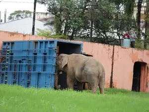 Polícia interveio em Sorocaba, SP, durante protestos pela saída de um elefante do zoológico. Ver a natureza sob tanta p…