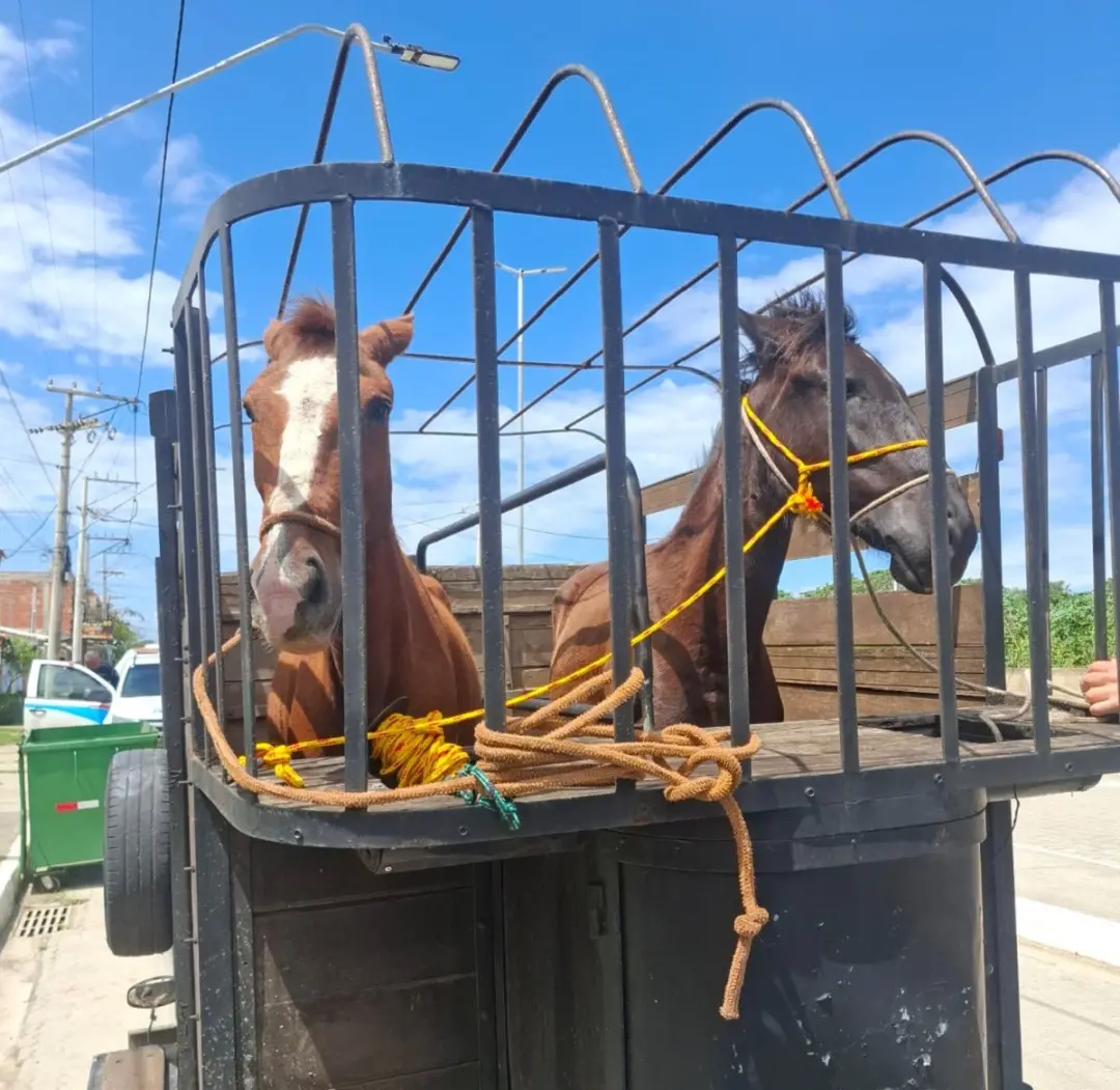 Duas éguas foram capturadas em Arraial do Cabo após atravessarem rodovia e atingirem um veículo de morador. Animais sol…