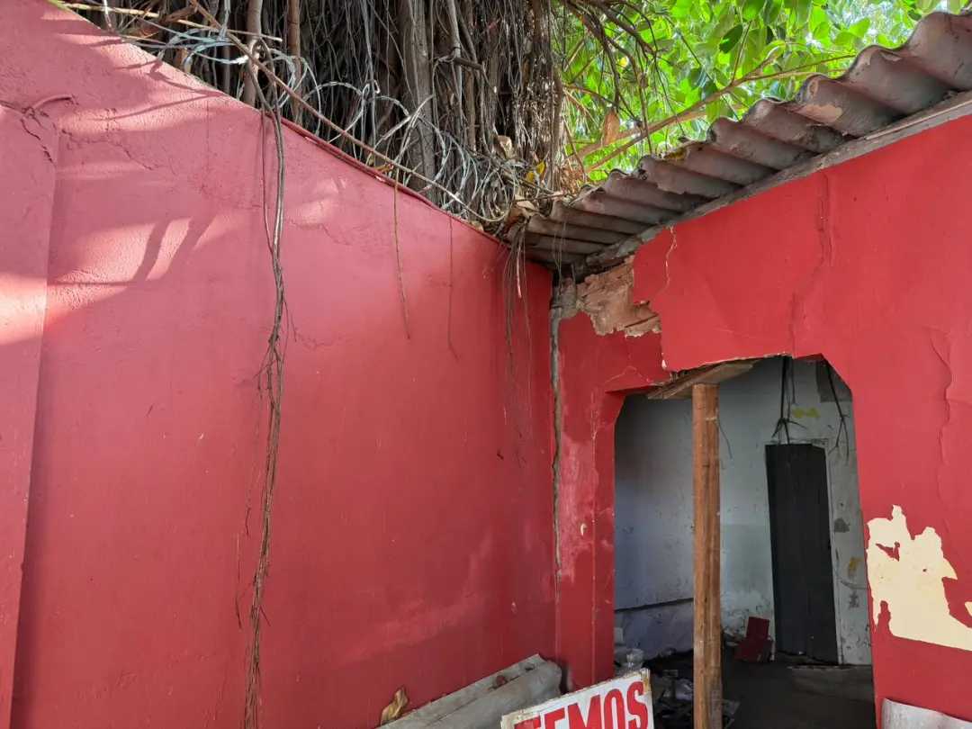 Setor Campinas, Goiânia, tem gameleira grande ameaçando imóveis na Rua José Hermano. Raízes causando dano estrutural e …