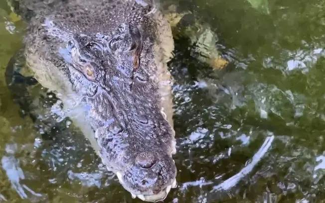 Perth, Austrália. Adolescentes de 16 e 17 anos atacaram um crocodilo do zoológico com barra de metal. A invasão e o uso…