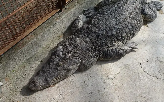 2,5 metros de jacaré interromperam a rotina em um quintal da Flórida, nos Estados Unidos. A reação do réptil aos polici…